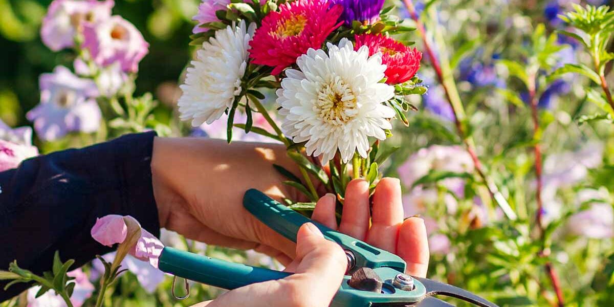 How to Start a Cut Flower Garden: Tips for Beautiful Bouquets at Home